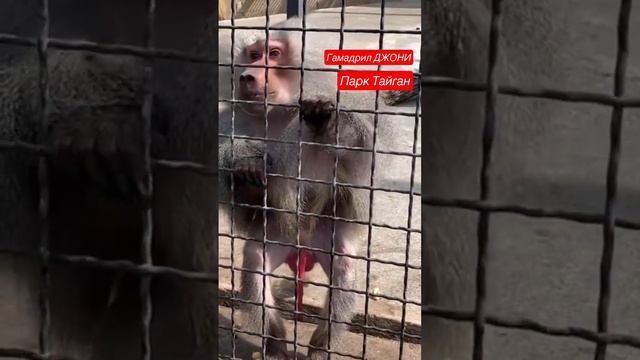 Парк Тайган гамадрил ДЖОНИ. #блондинкаизкрыма #тайган #гамадрилджони смотреть онлайн
