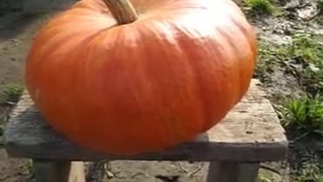 Сорт десертной тыквы Медовая принцесса//Секреты хороших урожаев. смотреть онлайн