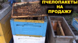 Пчелопакеты на продажу 5+1.