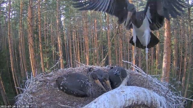 Must-toonekurg::Ciconia nigra 29.7. ( 17.28 ) K2(V) in action смотреть онлайн