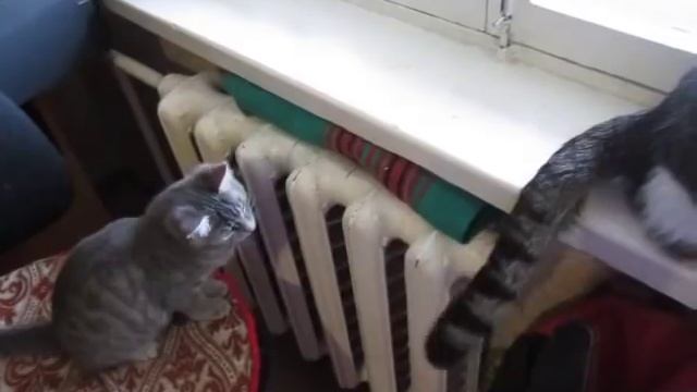 ХВОСТ ЛЕНИВОГО КОТА смотреть онлайн
