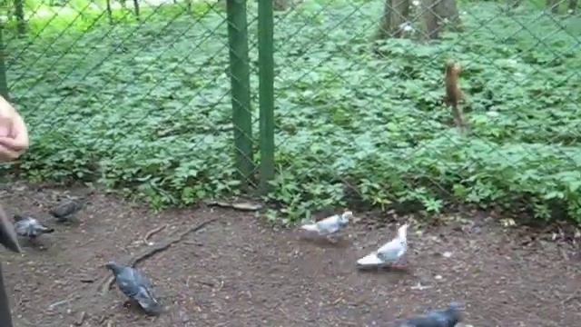 Белки в Удельном парке в 2011 году смотреть онлайн