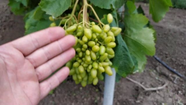 Г.Ф.  Гелиодор.