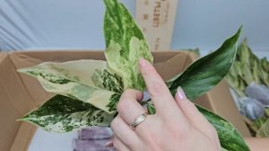 Новое поступление Тайских Аглаонем. Шикарные сорта. 12 октября 2023 г.