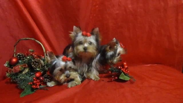 Йоркширский терьер, МИКРО девочки-сестрички, 3.5 мес смотреть онлайн