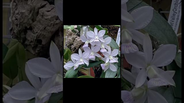 Orchidea Cattleya Walkeriana in bloom/Цвітіння орхідеї Каттлея Валькеріана (Cattleya walkeriana) смотреть онлайн