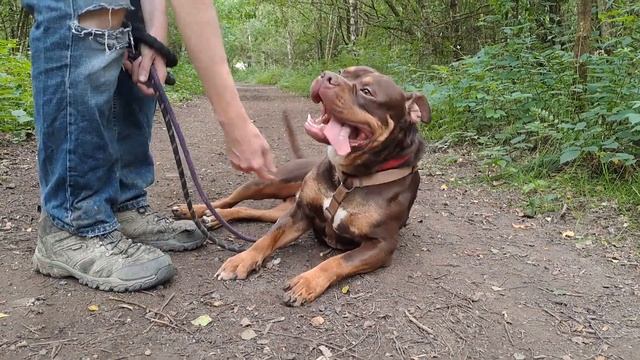 Handsome Rolo the Bulldog ? смотреть онлайн