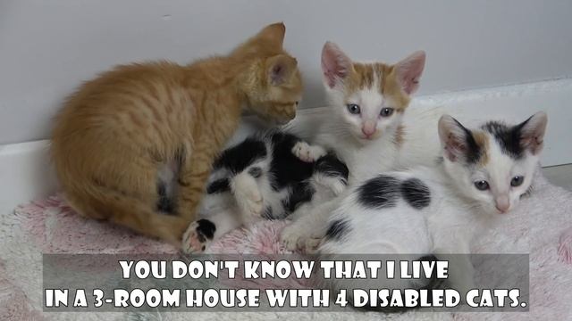 The kittens' mother is missing. I must be their mother. Part 8: Eye Vision Test for Tiny Kittens. смотреть онлайн