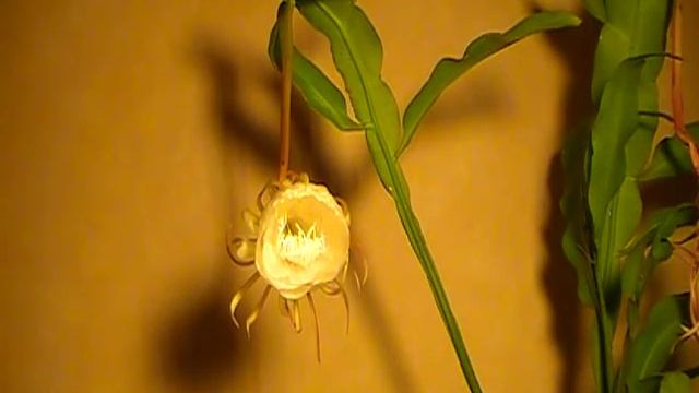 Reina de la noche - Epiphyllum xypetalum, Эпифиллум остролепестный смотреть онлайн