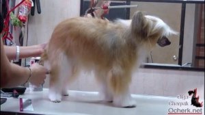 Груминг Китайской хохлатой (Пуховки) в полной шерсти