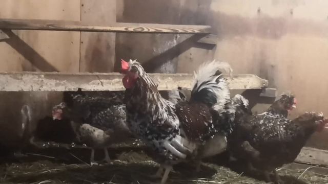 Зимнее содержание Русских хохлатых кур и про отправку инкубационных яиц посылкой смотреть онлайн