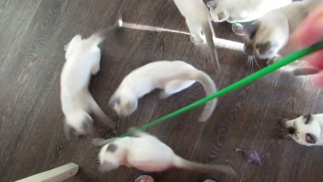 утренняя разминка, пометы Ш и Э смотреть онлайн