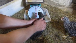 Цыплятам Гриз Бар 1 месяц!