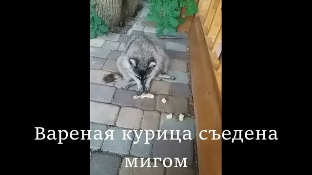 Крошка енот. Кормим дикого Енота. Отдыхаем в с. Большой Утриш.