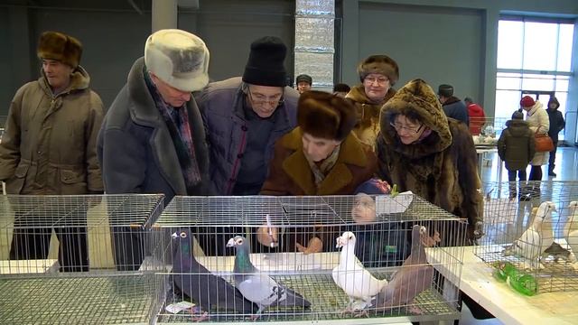 Голуби. Выставка. Уфа. Оценка голубей.. 14.01.2017 смотреть онлайн