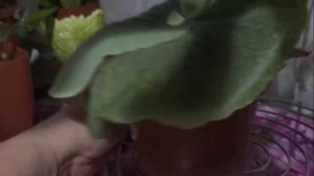 Платицериум Оленерогий Дваждывильчатый/Плоскорог/Оленьи Рога/Оленьи Рожки – Древесный Папоротник смотреть онлайн