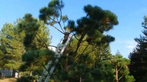 СОСНА, обрезка макушки. Формируем НИВАКИ.