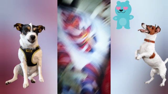 Funny Jealousy : Jack Russell Terrier vs Teddy Bear Showdown смотреть онлайн