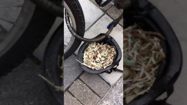 Nest in a helmet? смотреть онлайн