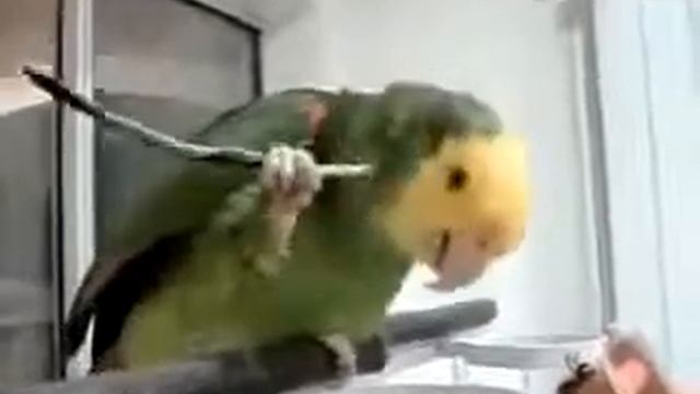 Умный попугай чешит себя за ухом!!