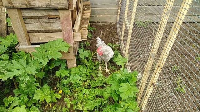 Петушок породы Борковская барвистая смотреть онлайн