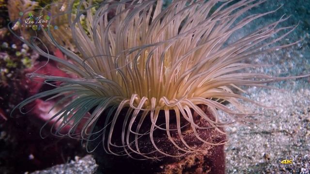 Olympus TG-6 EP.29 Underwater Muck Diving Anilao | 管蟲+小丑魚+海葵