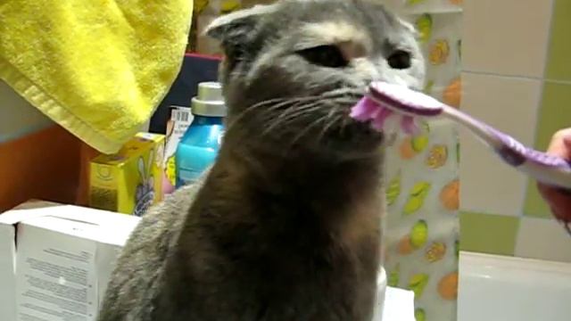 Кошка чистит зубы смотреть онлайн