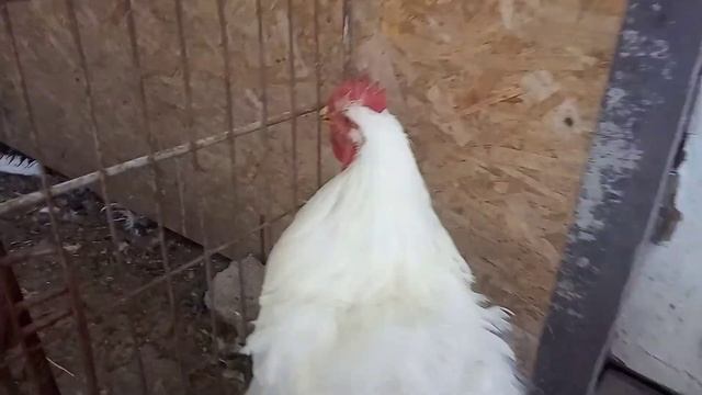 Отличие брамы от кохинхина. смотреть онлайн
