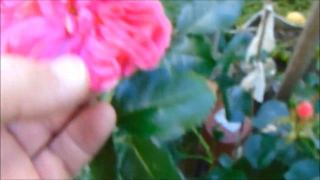 Осенний бал цветов, прощальный всполох лета)))) смотреть онлайн