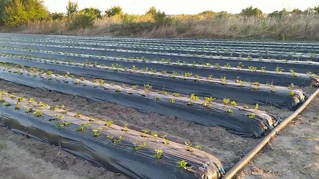 Подкормочный узел.Капельный полив.Узел фертигации.Кормление клубники смотреть онлайн