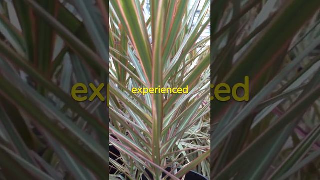 Spider Plant Care Guide: How to Grow and Propagate a Spider Plant #spiderplant#chlorophytumcomosu смотреть онлайн