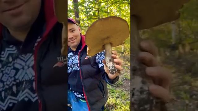 Гиганты лесные ? смотреть онлайн