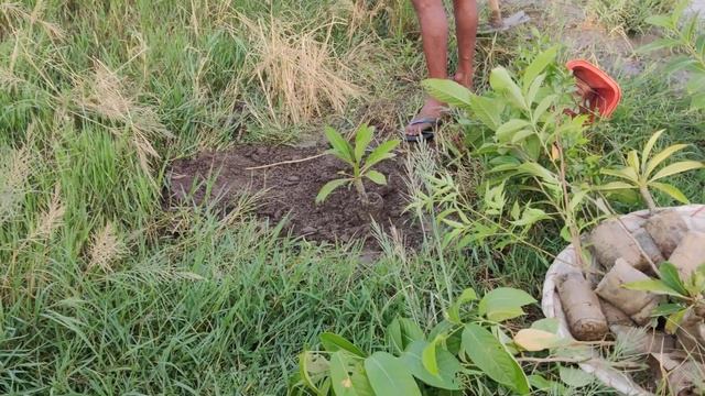 Plumeria alba native to central America and Caribbean@Ecofarm July ,2020 смотреть онлайн