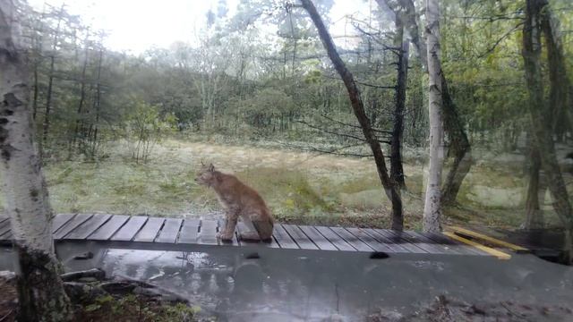 Рысь на тропе «Мыс Северный». (https://sikhote-alin.ru/cape-severny) смотреть онлайн