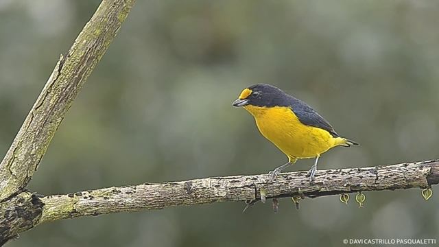 Violaceous Euphonia (Euphonia violacea) смотреть онлайн