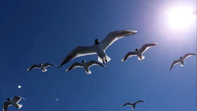 Жека Баллада о чайках смотреть онлайн