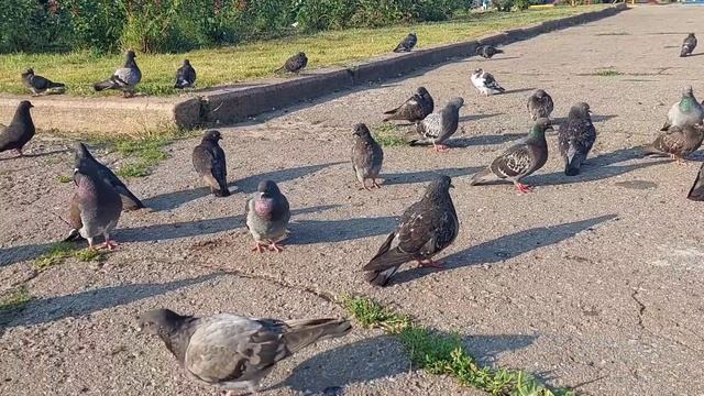 Какие получаются пирожки? Как быстро почистить вареные яйца? смотреть онлайн