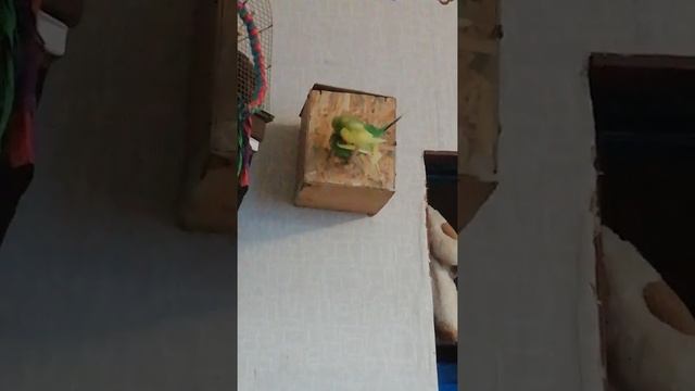 Спаривание волнистых попугаев смотреть онлайн