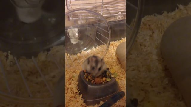 Henry the hamster at the market смотреть онлайн