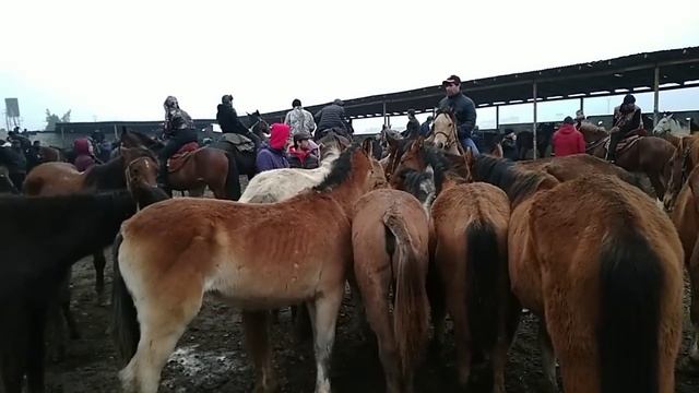 Аспбозори Ленинский район ш.Душанбе асп арзон шуд. смотреть онлайн
