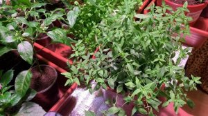 ЛЬВИНЫЙ ЗЕВ АМПЕЛЬНЫЙ. ПОСАДКА в КАШПО или КОНТЕЙНЕР