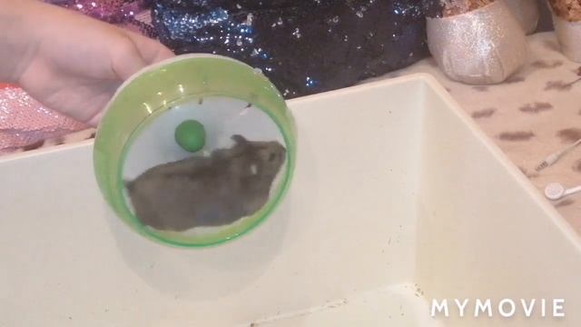 КАК ПРИРУЧИТЬ ХОМЯКА? 1 ЭТАП-ШКИРКА смотреть онлайн