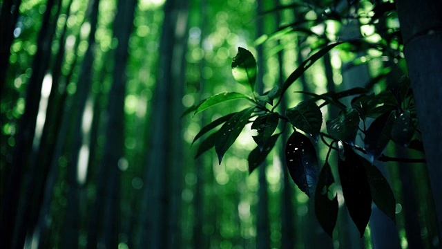 Loris Foglia - Oracle 6 - Ambient, Minimal смотреть онлайн