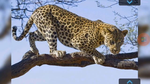 Animals. English Doman cards - Kids vocabulary - Learn English for kids -Английский карточки Домана смотреть онлайн