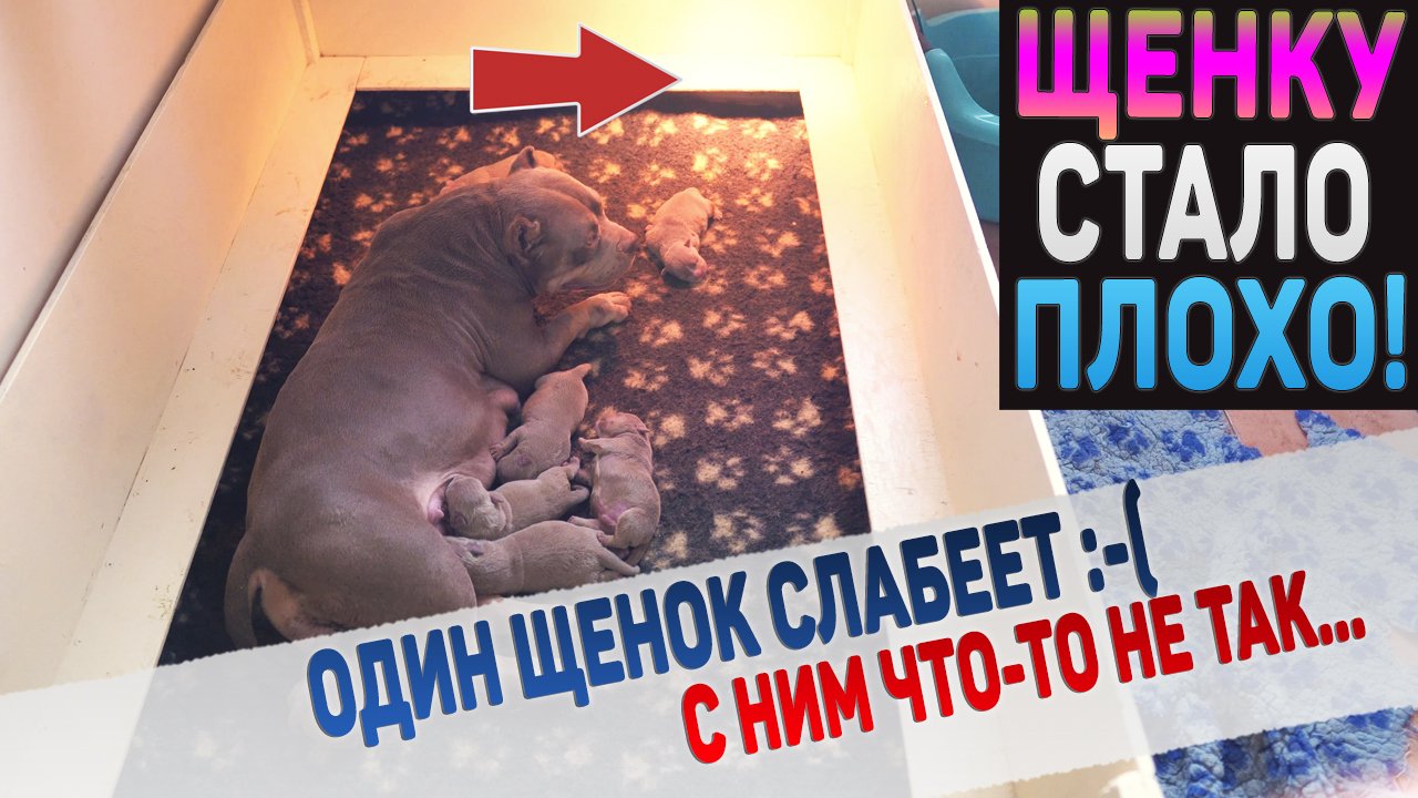 Один щенок вызывает беспокойство... Щенкам еще только 7 дней. смотреть онлайн