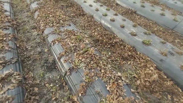 Весенние работы на клубнике : смотреть онлайн