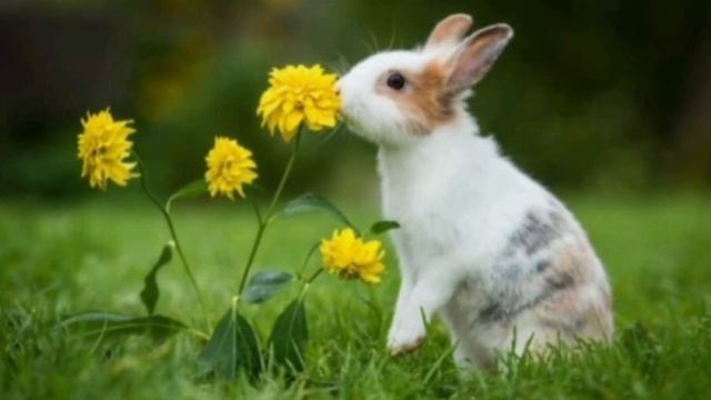 Милые кролики и сказочный мир смотреть онлайн