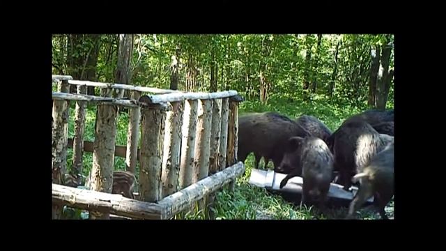 Кабаны, кушать подано смотреть онлайн