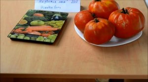 Томат "Медвежья лапа"  в открытом грунте