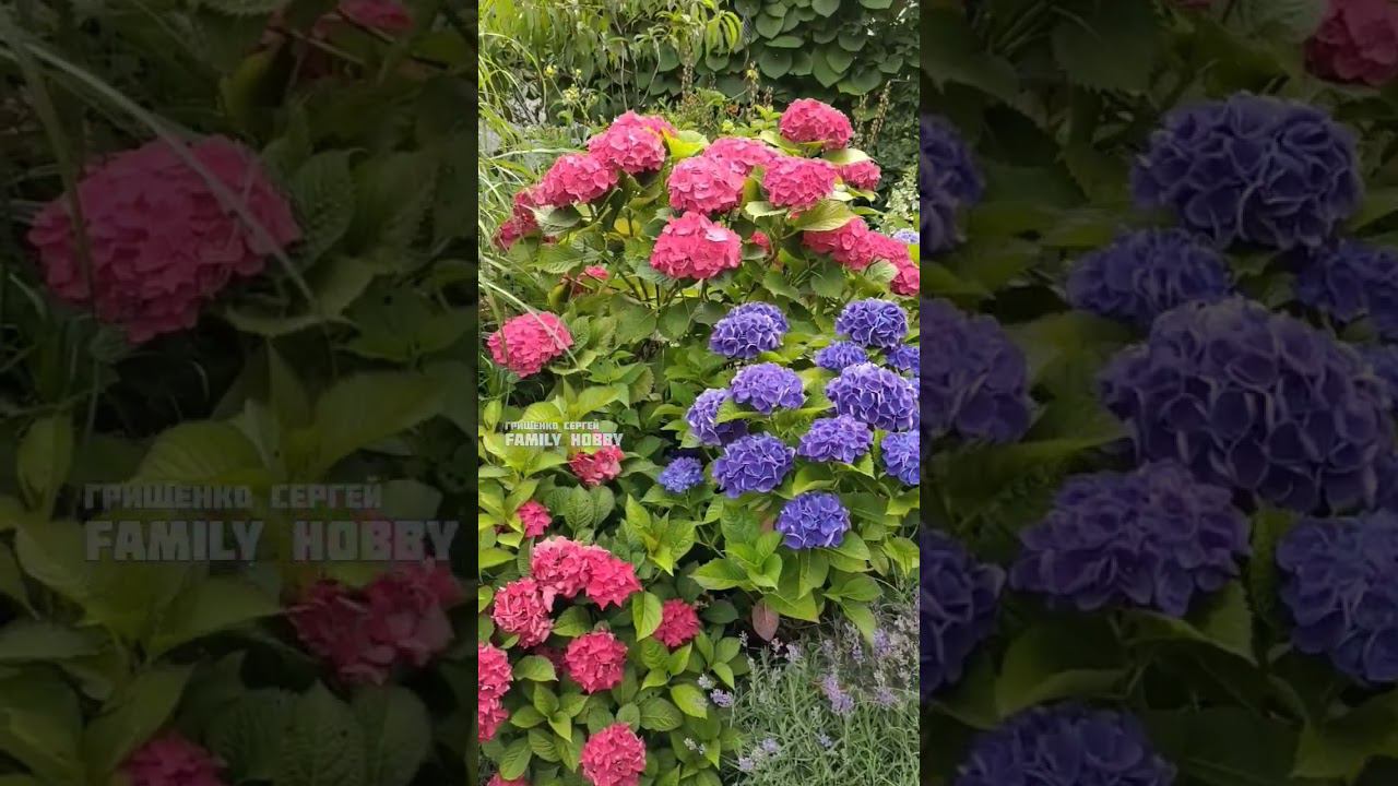 26 июля в нашем саду #гортензиякрупнолистная #красивыйсад # смотреть онлайн